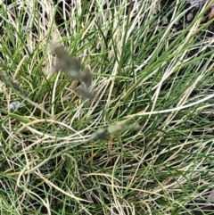 Bromus hordeaceus at Aranda, ACT - 14 Nov 2019 by Jubeyjubes