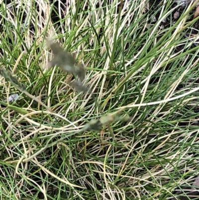 Bromus hordeaceus at Aranda, ACT - 14 Nov 2019 by Jubeyjubes