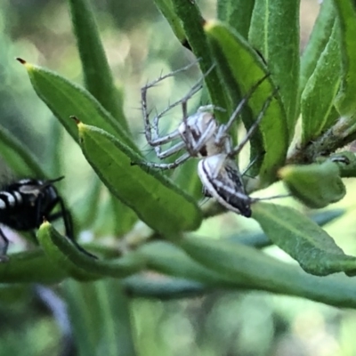 Oxyopes sp. (genus) (Lynx spider) at Aranda, ACT - 14 Nov 2019 by Jubeyjubes