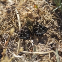 Synemon plana (Golden Sun Moth) at Murrumbateman, NSW - 14 Nov 2019 by jesskbarra