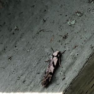 Eusemocosma pruinosa at Aranda, ACT - 14 Nov 2019 06:07 PM