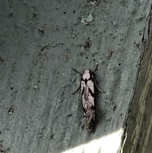 Eusemocosma pruinosa at Aranda, ACT - 14 Nov 2019 06:07 PM