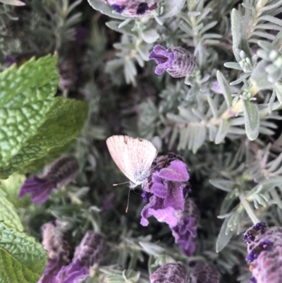 Zizina otis (Common Grass-Blue) at Aranda, ACT - 12 Nov 2019 by Jubeyjubes