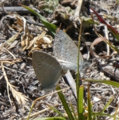 Zizina otis (Common Grass-Blue) at Theodore, ACT - 14 Nov 2019 by Owen