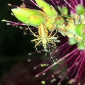 Oxyopes sp. (genus) at Aranda, ACT - 14 Nov 2019 08:01 PM