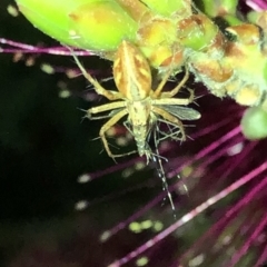 Oxyopes sp. (genus) at Aranda, ACT - 14 Nov 2019 08:01 PM