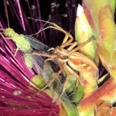 Oxyopes sp. (genus) at Aranda, ACT - 14 Nov 2019 08:01 PM