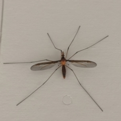 Leptotarsus (Leptotarsus) sp.(genus) (A Crane Fly) at Tathra, NSW - 9 Nov 2019 by SteveMills