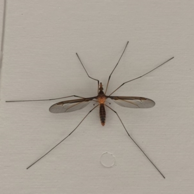 Leptotarsus (Leptotarsus) sp.(genus) (A Crane Fly) at Tathra, NSW - 8 Nov 2019 by Steve Mills