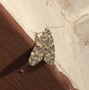 Halone coryphoea at Aranda, ACT - 14 Nov 2019 09:24 PM