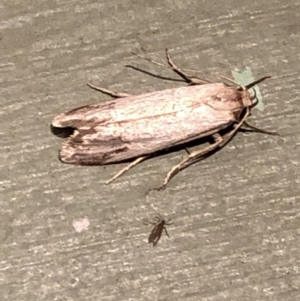 Oecophoridae provisional group 5 at Aranda, ACT - 14 Nov 2019 09:23 PM