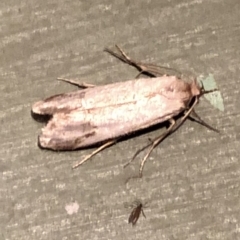 Oecophoridae provisional group 5 at Aranda, ACT - 14 Nov 2019 09:23 PM