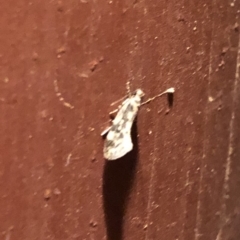 Lepidoptera unclassified ADULT moth (Unidentified - Moth) at Aranda, ACT - 14 Nov 2019 by Jubeyjubes