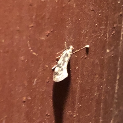 Lepidoptera unclassified ADULT moth (Unidentified - Moth) at Aranda, ACT - 14 Nov 2019 by Jubeyjubes