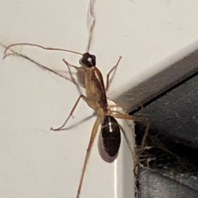 Camponotus sp. (genus) (A sugar ant) at Aranda, ACT - 14 Nov 2019 by Jubeyjubes