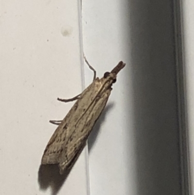 Faveria tritalis (Couchgrass Webworm) at Aranda, ACT - 14 Nov 2019 by Jubeyjubes