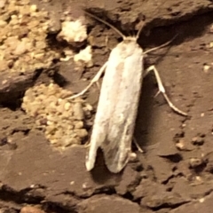 Oecophoridae (family) (Unidentified Oecophorid concealer moth) at Aranda, ACT - 14 Nov 2019 by Jubeyjubes