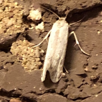 Oecophoridae (family) (Unidentified Oecophorid concealer moth) at Aranda, ACT - 14 Nov 2019 by Jubeyjubes
