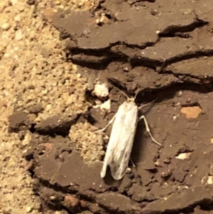 Oecophoridae (family) at Aranda, ACT - 14 Nov 2019 09:11 PM