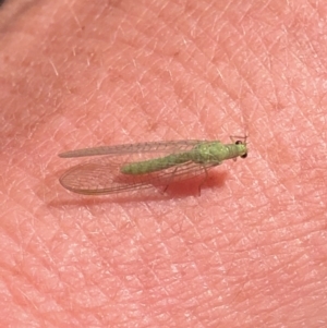 Mallada sp. (genus) at Aranda, ACT - 14 Nov 2019