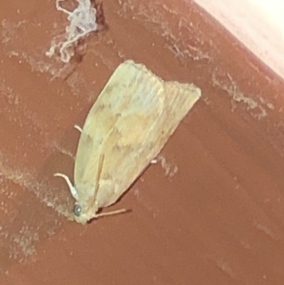 Tortricinae (subfamily) (A tortrix moth) at Aranda, ACT - 14 Nov 2019 by Jubeyjubes