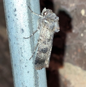 Agrotis porphyricollis at Aranda, ACT - 14 Nov 2019 09:06 PM