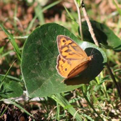 Heteronympha merope (Common Brown Butterfly) at Guerilla Bay, NSW - 13 Nov 2019 by LisaH