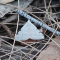 Unidentified Geometer moth (Geometridae) at Moruya, NSW - 13 Nov 2019 by LisaH