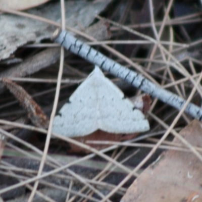 Unidentified Geometer moth (Geometridae) at Moruya, NSW - 13 Nov 2019 by LisaH