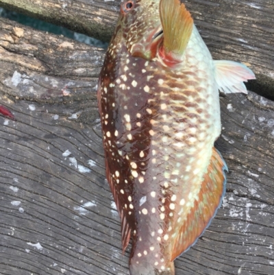 Notolabrus gymnogenis (Crimsonband Wrasse) at Tathra, NSW - 14 Nov 2019 by SteveMills