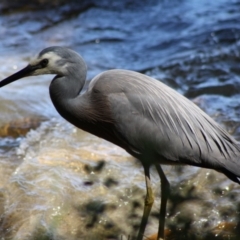 Egretta novaehollandiae (White-faced Heron) at Broulee, NSW - 14 Nov 2019 by LisaH