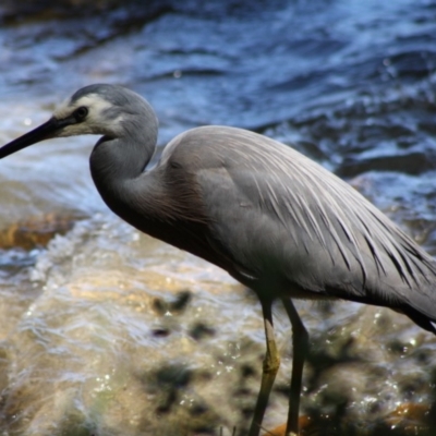 Egretta novaehollandiae (White-faced Heron) at Broulee, NSW - 14 Nov 2019 by LisaH