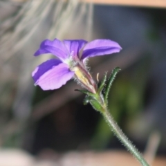Scaevola ramosissima (Hairy Fan-flower) at Moruya, NSW - 14 Nov 2019 by LisaH