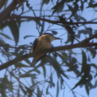 Todiramphus sanctus (Sacred Kingfisher) at Moruya, NSW - 14 Nov 2019 by LisaH