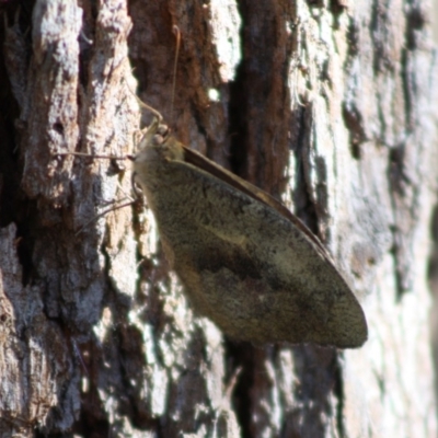 Unidentified Butterfly (Lepidoptera, Rhopalocera) at Moruya, NSW - 13 Nov 2019 by LisaH