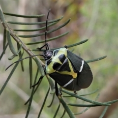 Commius elegans (Cherry Ballart Shield Bug) at Eden, NSW - 9 Nov 2019 by HarveyPerkins