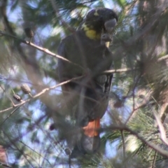 Calyptorhynchus lathami (Glossy Black-Cockatoo) at Moruya, NSW - 13 Nov 2019 by LisaH