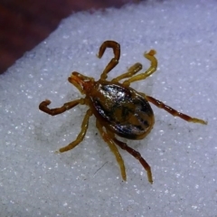 Ixodes holocyclus (Paralysis Tick) at Eden, NSW - 10 Nov 2019 by HarveyPerkins