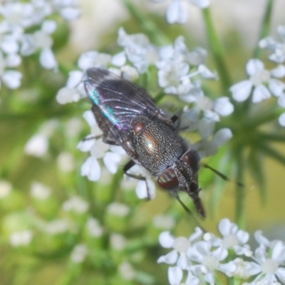 Stomorhina sp. (genus) (Snout fly) at Paddys River, ACT - 14 Nov 2019 by Harrisi