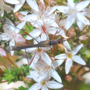 Enchoptera apicalis at Paddys River, ACT - 14 Nov 2019