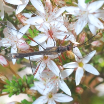 Enchoptera apicalis (Longhorn beetle) at Paddys River, ACT - 14 Nov 2019 by Harrisi