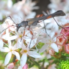 Enchoptera apicalis at Paddys River, ACT - 14 Nov 2019