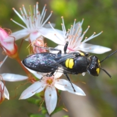 Hylaeus (Euprosopis) honestus (A hylaeine colletid bee) at Paddys River, ACT - 14 Nov 2019 by Harrisi
