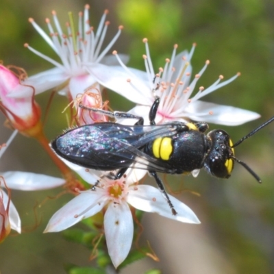 Hylaeus (Euprosopis) honestus (A hylaeine colletid bee) at Paddys River, ACT - 14 Nov 2019 by Harrisi