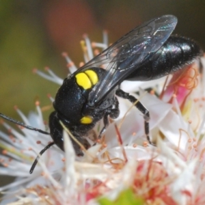 Hylaeus (Euprosopis) honestus at Paddys River, ACT - 14 Nov 2019