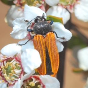 Castiarina erythroptera at Coree, ACT - 13 Nov 2019