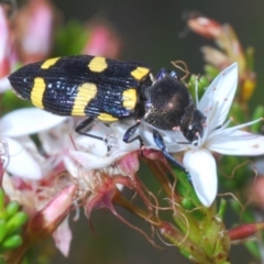 Castiarina australasiae (A jewel beetle) at Paddys River, ACT - 14 Nov 2019 by Harrisi