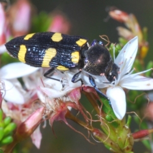 Castiarina australasiae at Paddys River, ACT - 14 Nov 2019