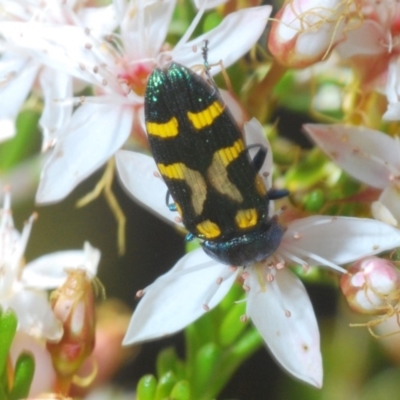 Castiarina flavopicta (Flavopicta jewel beetle) at Paddys River, ACT - 14 Nov 2019 by Harrisi