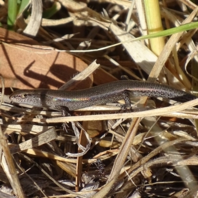 Lampropholis delicata (Delicate Skink) at Griffith, ACT - 13 Nov 2019 by roymcd